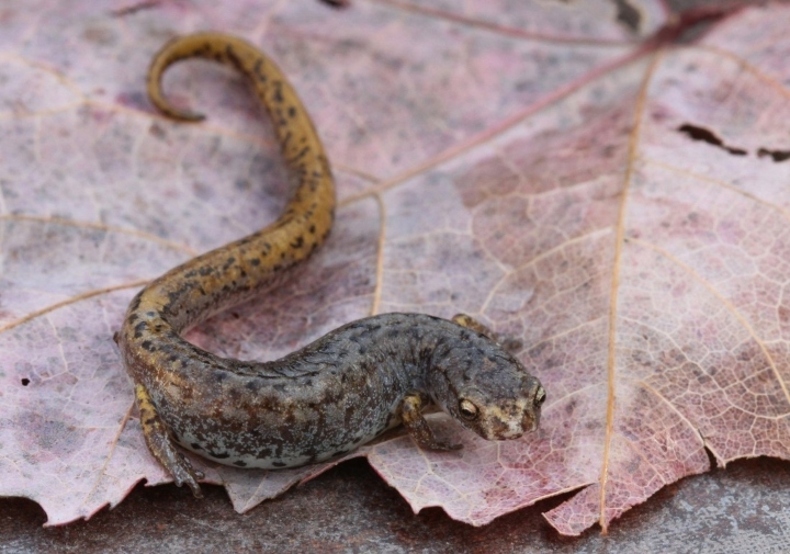 Four-toed Salamander